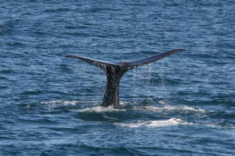 Nieuw-Zeeland 2011 - 1212